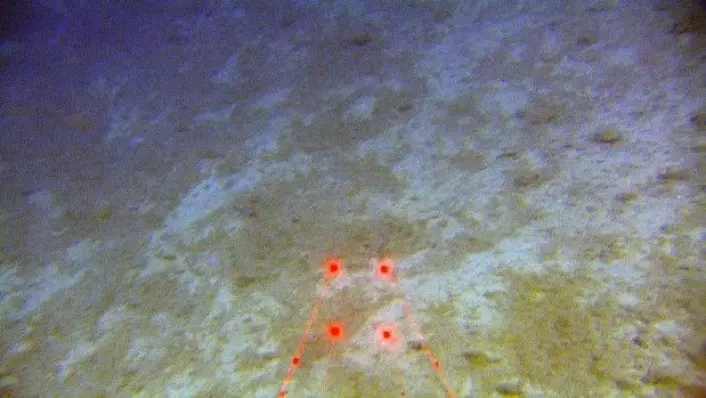 Videobilde fra kanten av et pockmark. Bildet er fra MAREANOs videorigg Chimaera. Avstanden mellom de to laserprikkene er 10 cm. (Foto: MAREANO)