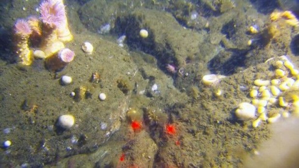 Spredte steiner på mudderbunnsflatene gir forankring for en rekke arter som trives på hard bunn. (Foto: MAREANO)