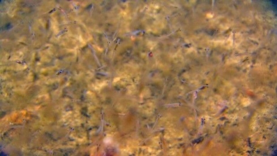 På enkelte lokaliteter har vi sett store mengder krill som fyker i alle retninger like over den marine snøen som har lagt seg på bunnen. (Foto: MAREANO)