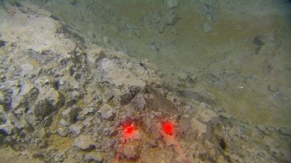 Spor etter tråling er vanlige og omveltningen blir antakelig værende lenge etter trålingen. De røde punktene er laser lys som angir 10 cm skala mellom seg. (Foto: MAREANO)