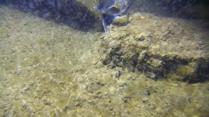 Etter landing med videoriggen Chimeara ser vi at riggens fot har klippet en revne i bunnmudderet slik at det “nedgravde” og rike dyresamfunnet kommer til syne. Legg merke til de mange små rørene som stikker ut fra sidekanten og som gir husly for ulike dyrearter. Også disse skjulte dyregruppene nyter godt av den marine snøen som om våren bidrar til høy biologisk produksjon nede i sedimentsamfunnene. (Foto: MAREANO)
