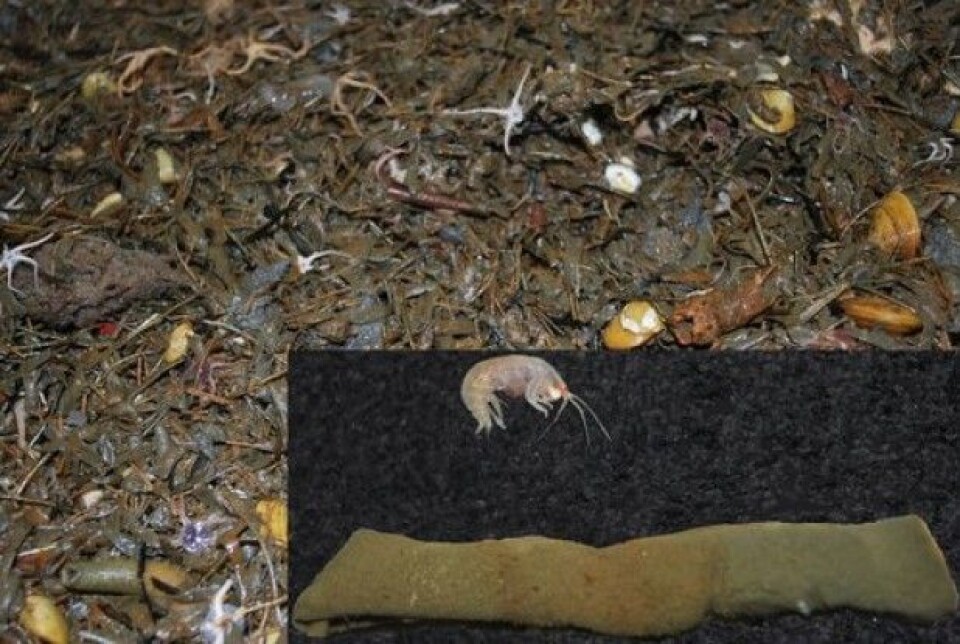 Her er et eksempel på en bomtrålprøve som viser at bunnen domineres av Haploops-amphipoden som har laget alle de flate brune leirrørene vi ser i prøven. Innfelt vises rør og beboere. (Foto: MAREANO)