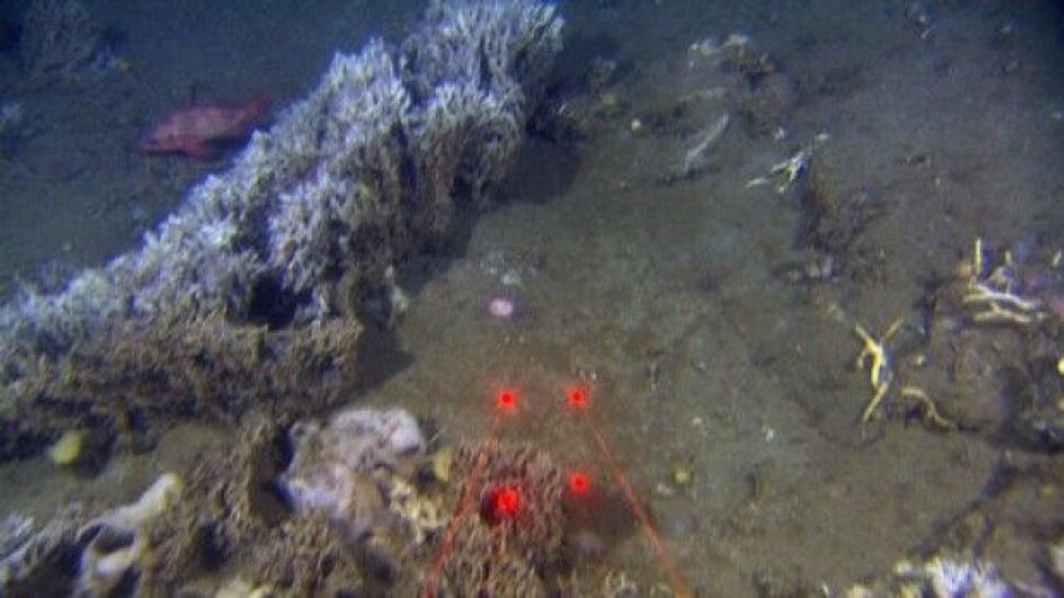 Børstemarken Filigrana danner strukturer som hever seg over bunnsedimentene, og som danner nytt “fundament” for andre smådyr på havbunnen. De røde punktene er videoriggens laserlys som hjelper forskerne til å finne størrelsen på observerte organismer. Det er 10 cm mellom hvert lyspunkt. (Foto: MAREANO)
