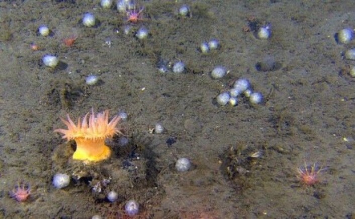 En flott sjøanemone troner stolt over undervannslandskapet i det iskalde Barentshavet. Her omkranset av sekkedyr, og vi kan se fangarmene til en sjøpølse så vidt stikke opp av bunnmudderet. Alle disse dyregruppene lever av å fange matpartikler fra bunnvannet som strømmer forbi. Anemonen fanger også dyr/småfisk som måtte være uheldig å komme i kontakt med fangarmene. (Foto: MAREANO) En flott sjøanemone troner stolt over undervannslandskapet i det iskalde Barentshavet. Her omkranset av sekkedyr, og vi kan se fangarmene til en sjøpølse så vidt stikke opp av bunnmudderet. Alle disse dyregruppene lever av å fange matpartikler fra bunnvannet som strømmer forbi. Anemonen fanger også dyr/småfisk som måtte være uheldig å komme i kontakt med fangarmene. (Foto: MAREANO)