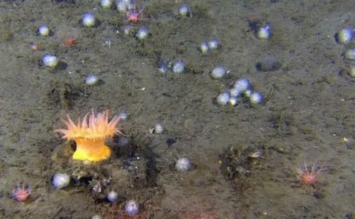 En flott sjøanemone troner stolt over undervannslandskapet i det iskalde Barentshavet. Her omkranset av sekkedyr, og vi kan se fangarmene til en sjøpølse så vidt stikke opp av bunnmudderet. Alle disse dyregruppene lever av å fange matpartikler fra bunnvannet som strømmer forbi. Anemonen fanger også dyr/småfisk som måtte være uheldig å komme i kontakt med fangarmene. (Foto: MAREANO)