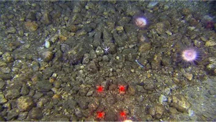 Smakebit f : Stein er pent dandert på bunnen med et dryss av rosa anemoner som prikken over i-en. (Foto: MAREANO)
