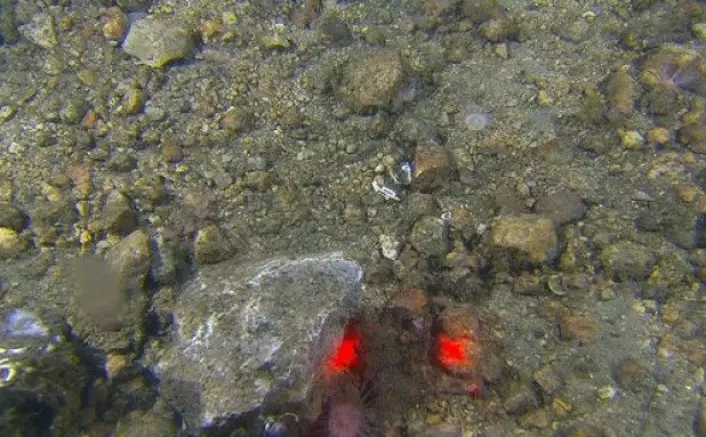 Allerede i løpet av de først to stasjonene varierte bunntypene stort. Langs det første transektet observerte vi mye grus og stein, samt mer mudderholdige sedimenter. Oppe til høyre i bildet skimtes fangarmene til en sjøpølse, og vi ser to sjøanemoner som har slått seg ned på denne varierte og harde bunntypen. De røde punktene er laserlys fra videoriggen (10 cm mellom punktene). (Foto: MAREANO)
