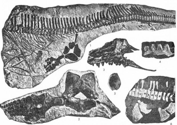Vi er ikke de første som finner fiskeøgler på Svalbard. Her er skjelettet til en Mixosaurus eller Phalarodon, funnet av den svenske paleontologen Carl Wiman rundt forrige århundreskifte. (Foto: Etter Carl Wiman) Vi er ikke de første som finner fiskeøgler på Svalbard. Her er skjelettet til en Mixosaurus eller Phalarodon, funnet av den svenske paleontologen Carl Wiman rundt forrige århundreskifte. (Foto: Etter Carl Wiman)
