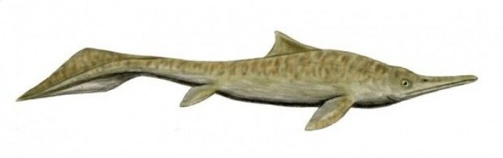 Mixosaurus fra trias, blant annet funnet på Svalbard. (Tegning: Nobu Tomura) Mixosaurus fra trias, blant annet funnet på Svalbard. (Tegning: Nobu Tomura)