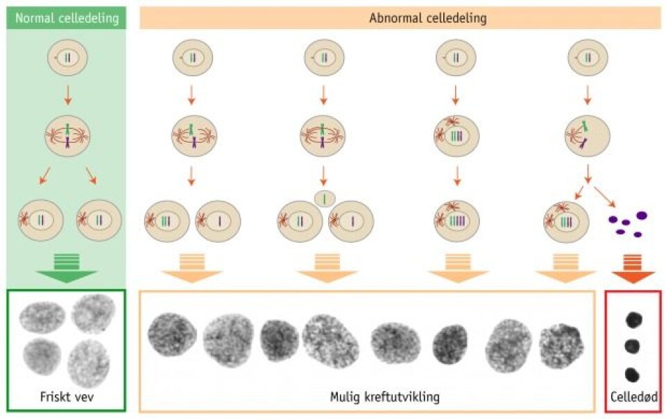 Figur 1: Normal celledeling i grønt. Ulike mekanismer kan føre til abnormale mengder DNA i cellekjernene. Ofte vil disse cellene gå til celledød, men i noen tilfeller kan de fortsette å dele seg og føre til kreftutvikling. Ved bildeanalyse kan disse cellene identifiseres og gi grunnlag for tilpasset behandling. Figur 1: Normal celledeling i grønt. Ulike mekanismer kan føre til abnormale mengder DNA i cellekjernene. Ofte vil disse cellene gå til celledød, men i noen tilfeller kan de fortsette å dele seg og føre til kreftutvikling. Ved bildeanalyse kan disse cellene identifiseres og gi grunnlag for tilpasset behandling.