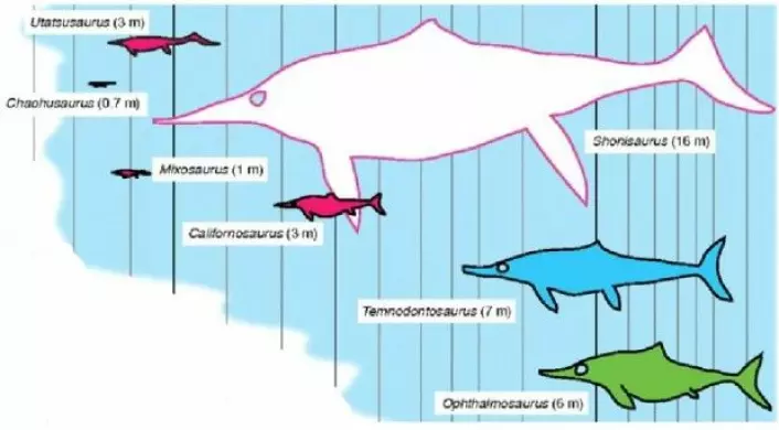Stor variasjon i størrelsen på fiskeøgler. De fra Svalbard er mellom tre og seks meter. (Foto: Figur modifisert fra Thorne et al. 2011.)