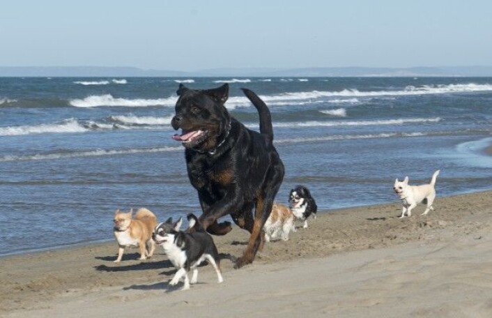 (Foto: Colourbox) (Foto: Colourbox)