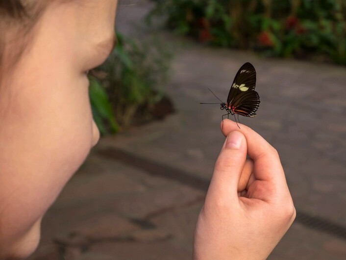 (Foto: Colourbox) (Foto: Colourbox)