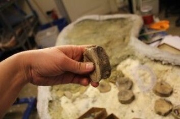 Ryggvirvel fra fiskeøgla Fiske 1. Veldig tredimensjonal og pent oppbevart! (Foto: LLD) Ryggvirvel fra fiskeøgla Fiske 1. Veldig tredimensjonal og pent oppbevart! (Foto: LLD)