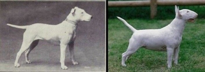 Bull terrier i 1915 og 2014. (Foto: Bildet er tatt fra bloggen Science and Dogs-<a href="https://dogbehaviorscience.wordpress.com/2012/09/29/100-years-of-breed-improvement/">https://dogbehaviorscience.wordpress.com/2012/09/29/100-years-of-breed-i...</a>) Bull terrier i 1915 og 2014. (Foto: Bildet er tatt fra bloggen Science and Dogs-<a href="https://dogbehaviorscience.wordpress.com/2012/09/29/100-years-of-breed-improvement/">https://dogbehaviorscience.wordpress.com/2012/09/29/100-years-of-breed-i...</a>)