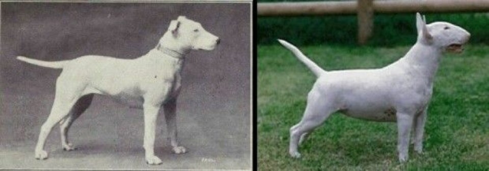 Bull terrier i 1915 og 2014. (Foto: Bildet er tatt fra bloggen Science and Dogs-https://dogbehaviorscience.wordpress.com/2012/09/29/100-years-of-breed-i...)