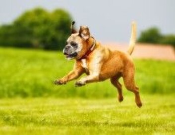 Boxer-genomet er det første hundegenomet til å bli kartlagt. (Foto: Colourbox) Boxer-genomet er det første hundegenomet til å bli kartlagt. (Foto: Colourbox)