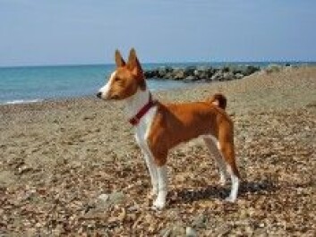Basenji, en urgammel hunderase. (Foto: fugzu, Flickr/Wikimedia Commons) Basenji, en urgammel hunderase. (Foto: fugzu, Flickr/Wikimedia Commons)