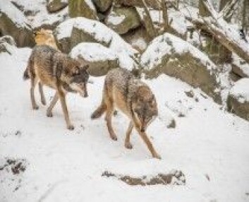 Gråulv, som disse to, og hund har sannsynligvis felles stamfar. Et stort ulvedyr, som levde i Europa. (Foto: Colourbox) Gråulv, som disse to, og hund har sannsynligvis felles stamfar. Et stort ulvedyr, som levde i Europa. (Foto: Colourbox)
