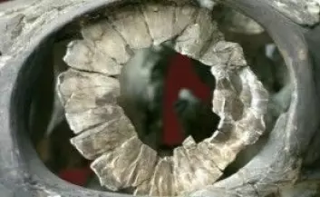 Et Ophthalmosaurus-øye satt inni denne store ringen med beinplater. (Foto: Natural History Museum UK)