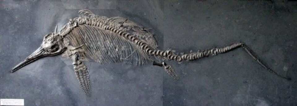 Komplett skjelett av Stenopterygius fra Holzmaden. (Foto: Armin Kübelbeck, CC-BY-SA, Wikimedia Commons)