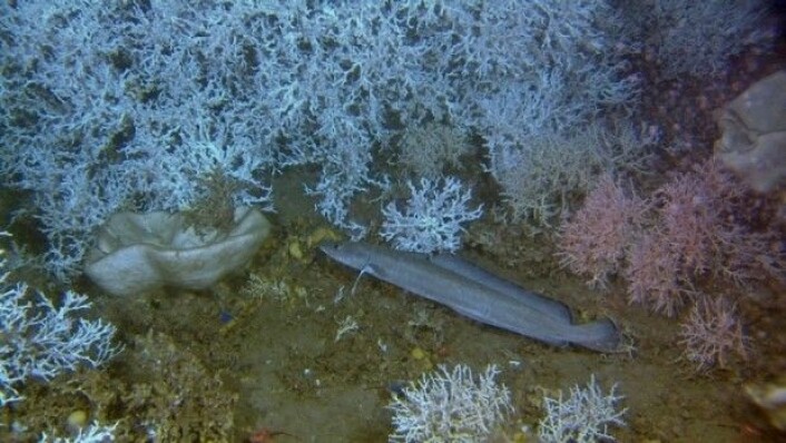 Lange på korallrev med store intakte kolonier. (Foto: MAREANO)