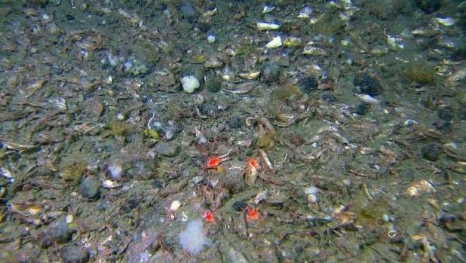 Sedimenter av blandet kornstørrelse med høy tetthet av skjellfragmenter. Ansamlinger av skjellrester er ikke nødvendigvis knyttet til tette bestander av levende organismer av samme art. De døde skjellene fordeles etter de samme dynamiske drivkreftene som også fordeler sand, mudder og grus i forhold til hvor kraftig vannet strømmer over havbunnen. (Foto: MAREANO) Sedimenter av blandet kornstørrelse med høy tetthet av skjellfragmenter. Ansamlinger av skjellrester er ikke nødvendigvis knyttet til tette bestander av levende organismer av samme art. De døde skjellene fordeles etter de samme dynamiske drivkreftene som også fordeler sand, mudder og grus i forhold til hvor kraftig vannet strømmer over havbunnen. (Foto: MAREANO)