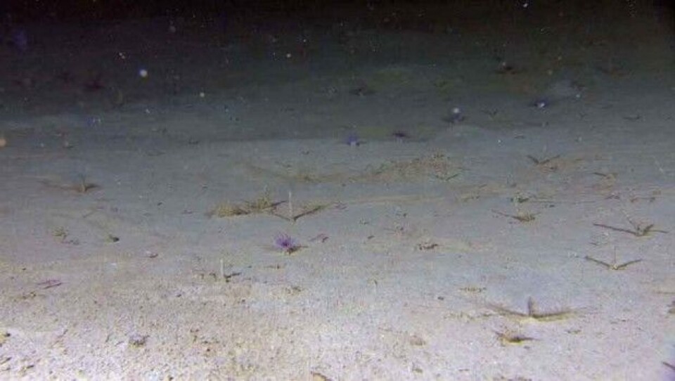 Myk slamholdig sandbunn. Legg merke til hvordan slammet har lagt seg som en kåpe på organismene. (Foto: MAREANO) Myk slamholdig sandbunn. Legg merke til hvordan slammet har lagt seg som en kåpe på organismene. (Foto: MAREANO)