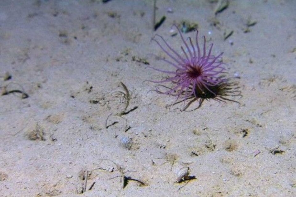 Sjøanemone på myk slambunn på stasjon A på ca. 760 m vanndyp. Bilde fra video. Prøvetakingen ble foretatt like i nærheten, da dette er ideelle sedimenter for miljøanalyser. (Foto: MAREANO) Sjøanemone på myk slambunn på stasjon A på ca. 760 m vanndyp. Bilde fra video. Prøvetakingen ble foretatt like i nærheten, da dette er ideelle sedimenter for miljøanalyser. (Foto: MAREANO)
