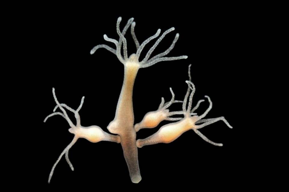 Hydraen kan formere seg på tre måter: den kan ha sex sånn som oss, den kan kuttes opp i biter og bitene fortsetter å vokse til egne individer, og den kan få en knopp - nesten som en plante - der en liten hydra vokser på den store og løsner og fortsetter livet. (Foto: Lebendkulturen.de, Shutterstock, NTB scanpix)