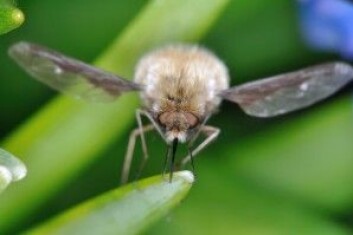 Stor humleflue (<em>Bombylius major</em>) besøker blomster som voksen. Larven er parasitt i boligen til solitærbier. (Foto: Torbjørn Ekrem) Stor humleflue (<em>Bombylius major</em>) besøker blomster som voksen. Larven er parasitt i boligen til solitærbier. (Foto: Torbjørn Ekrem)