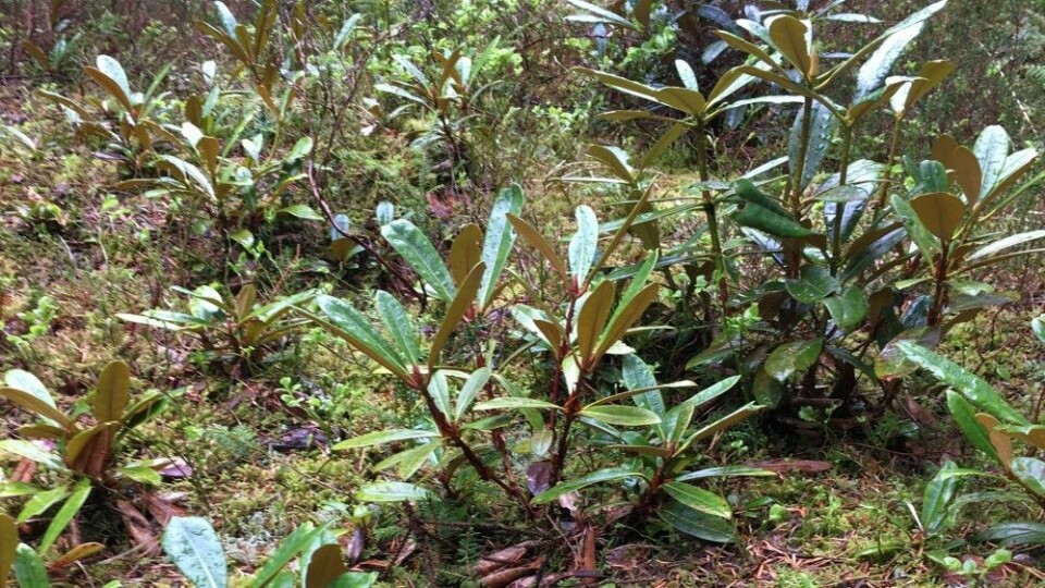 Her ser vi små rhododendron-planter i en skogslysning i Arboretet på Milde. Lysningen er over 100 meter unna arboretets egen rhododendronsamling, så de små plantene kan ikke være kloner, men må komme fra frø. (Foto: Rakel Blaalid)