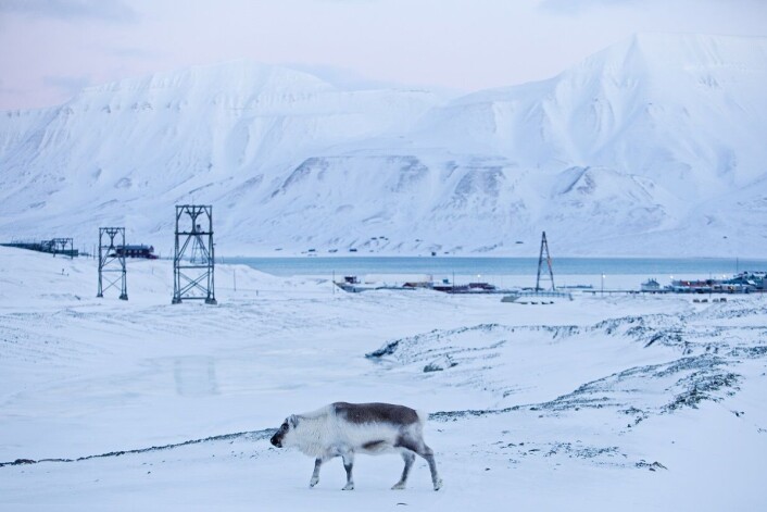Finnes det egentlig villrein i Norge? (Foto: Tore Meek, Scanpix) Finnes det egentlig villrein i Norge? (Foto: Tore Meek, Scanpix)