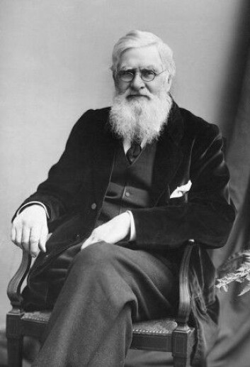Alfred Russel Wallace mente det måtte finnes en fysisk grunn til at for eksempel en påfuglhunn velger hannen med den flotteste halen. (Foto: London Stereoscopic <span class="amp">&</span> Photographic Company, Wikimedia Commons) Alfred Russel Wallace mente det måtte finnes en fysisk grunn til at for eksempel en påfuglhunn velger hannen med den flotteste halen. (Foto: London Stereoscopic <span class="amp">&</span> Photographic Company, Wikimedia Commons)