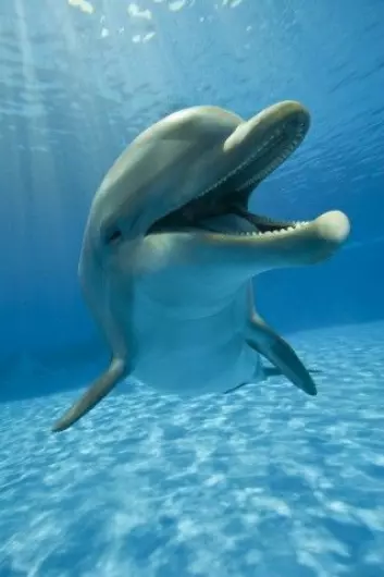 Er delfinen virkelig et høytstående individ med tett kontakt med naturen? Og hva betyr det? (Foto: Ricardo Canino, Shutterstock, NTB scanpix)