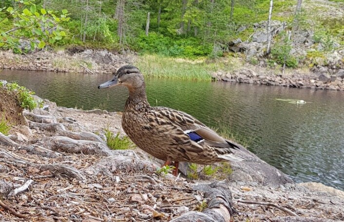Stokkanda er fleksibel, altetende og ikke redd for mennesker. Hun har all grunn til å frykte rovfugl, mink, mår og rev. (Foto: Nina Kristiansen) Stokkanda er fleksibel, altetende og ikke redd for mennesker. Hun har all grunn til å frykte rovfugl, mink, mår og rev. (Foto: Nina Kristiansen)