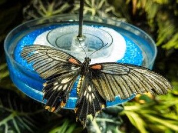 - Ved American Museum of Natural History i New York finnes det ingen taksonom som spesialiserer seg på sommerfugler og møll, til tross for at det finnes flere hundre tusen eksemplarer av disse på museet, skriver kronikkforfatteren. (Foto: <a href="https://www.flickr.com/photos/ddebold/14279016114/in/photolist-nKMG21-4wj1nq-3ScALx-dUm6DV-dUm79i-3SctZ6-3Scr1z-3Sgx5Q-7MJ7N2-JmraE-HK7Ud-ERXjd-3SckG2-7tP2P-3ScnTa-7W6zRE-dUrJ85-bAgcrD-5SupdH-3ScohD-3SgMZ9-3SgHk5-3Scyva-7MJ7Mi-3SgX3b-83R8vx-JmqVQ-3SgyRq-7tP43-3SgQSm-3SgKSm-3SgLtW-3Scq2T-3SgEVE-5NeDxe-5NiTaS-ek9GF-3SgE7J-3SgBym-67r5B5-7W3ji4-67mWvt-eLkcyq-67n5Rr-67rg4q-pfNLYD-67rhzb-67r8hU-3SgUN3-3SgTz7">Don DeBold</a> / <a href="https://creativecommons.org/licenses/by/2.0/">CC BY 2.0</a>) - Ved American Museum of Natural History i New York finnes det ingen taksonom som spesialiserer seg på sommerfugler og møll, til tross for at det finnes flere hundre tusen eksemplarer av disse på museet, skriver kronikkforfatteren. (Foto: <a href="https://www.flickr.com/photos/ddebold/14279016114/in/photolist-nKMG21-4wj1nq-3ScALx-dUm6DV-dUm79i-3SctZ6-3Scr1z-3Sgx5Q-7MJ7N2-JmraE-HK7Ud-ERXjd-3SckG2-7tP2P-3ScnTa-7W6zRE-dUrJ85-bAgcrD-5SupdH-3ScohD-3SgMZ9-3SgHk5-3Scyva-7MJ7Mi-3SgX3b-83R8vx-JmqVQ-3SgyRq-7tP43-3SgQSm-3SgKSm-3SgLtW-3Scq2T-3SgEVE-5NeDxe-5NiTaS-ek9GF-3SgE7J-3SgBym-67r5B5-7W3ji4-67mWvt-eLkcyq-67n5Rr-67rg4q-pfNLYD-67rhzb-67r8hU-3SgUN3-3SgTz7">Don DeBold</a> / <a href="https://creativecommons.org/licenses/by/2.0/">CC BY 2.0</a>)
