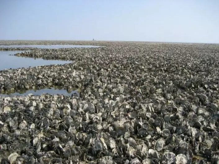 Dersom stillehavsøstersen får spre seg i fred kan det bli mange av dem. Dette bildet viser en stor mengde med østers utenfor øyen Juist i Tyskland. (Foto: Achim Wehrmann / Senckenberg Research Institute)