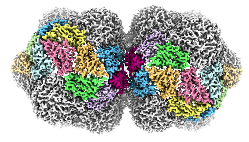 Et geminivirus. Fargene viser forskjellige strukturer i viruset. (Bilde: University of Leeds) Et geminivirus. Fargene viser forskjellige strukturer i viruset. (Bilde: University of Leeds)