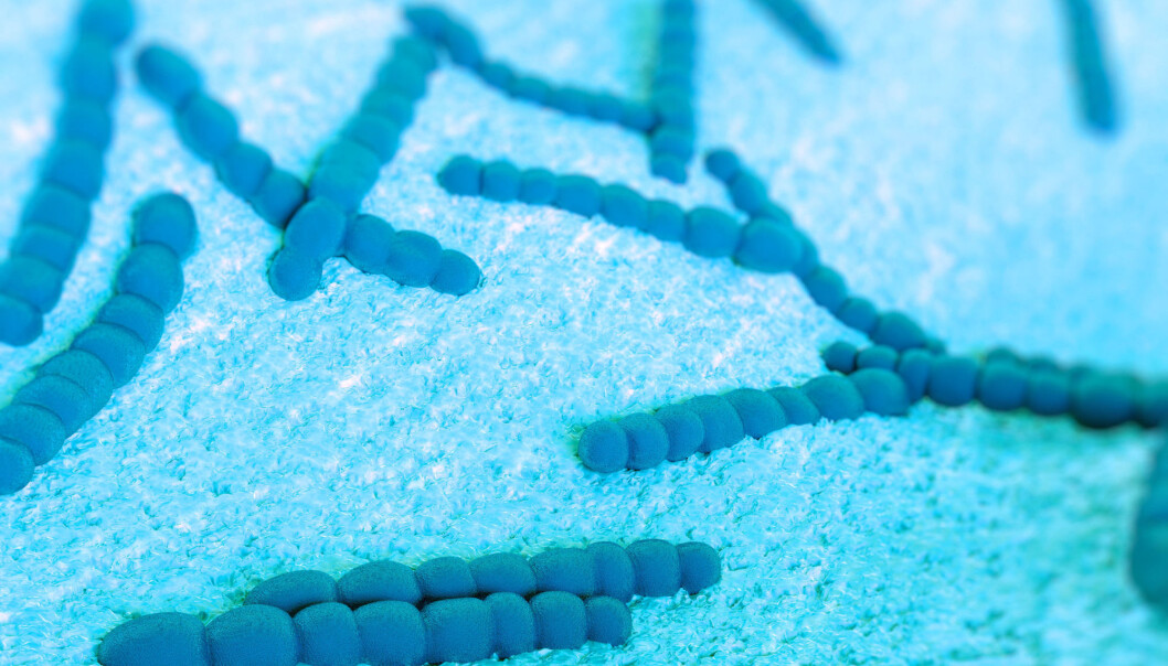 Pneumokokker (Streptococcus pneumoniae) er bakterier som kan forårsake både lunge- og hjernehinnebetennelser. De lever som regel harmløst øverst i svelget hos mennesker. (Illustrasjon: Shutterstock / NTB scanpix) Pneumokokker (Streptococcus pneumoniae) er bakterier som kan forårsake både lunge- og hjernehinnebetennelser. De lever som regel harmløst øverst i svelget hos mennesker. (Illustrasjon: Shutterstock / NTB scanpix)