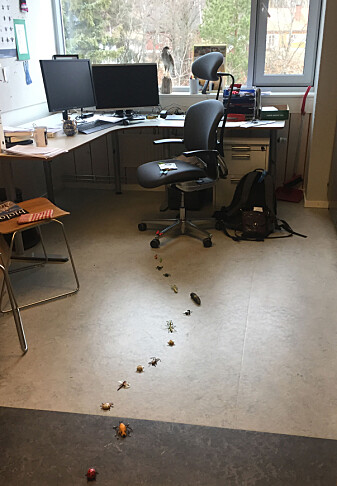 Velkommen på jobb: En sti av insekter. (Foto : Tone Birkemoe) Velkommen på jobb: En sti av insekter. (Foto : Tone Birkemoe)