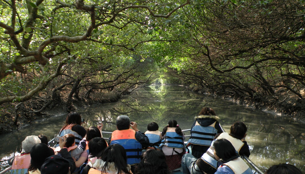 Mangroveskogen i verden lider under menneskelig påvirkning fra blant annet hogst og oppdrett. Her er mangrove i Taijiang nasjonalpark i Taiwan. (Foto: Koika/Wikimedia Commons) Mangroveskogen i verden lider under menneskelig påvirkning fra blant annet hogst og oppdrett. Her er mangrove i Taijiang nasjonalpark i Taiwan. (Foto: Koika/Wikimedia Commons)