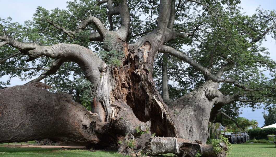 Dette er Sunland-baobab, det største baobab-treet i Afrika. Den begynte å kollapse i 2016, og var nesten helt klappet sammen i 2017. Du kan se hvordan det gikk i bildet nede i saken. (Foto: A. Patrut) Dette er Sunland-baobab, det største baobab-treet i Afrika. Den begynte å kollapse i 2016, og var nesten helt klappet sammen i 2017. Du kan se hvordan det gikk i bildet nede i saken. (Foto: A. Patrut)