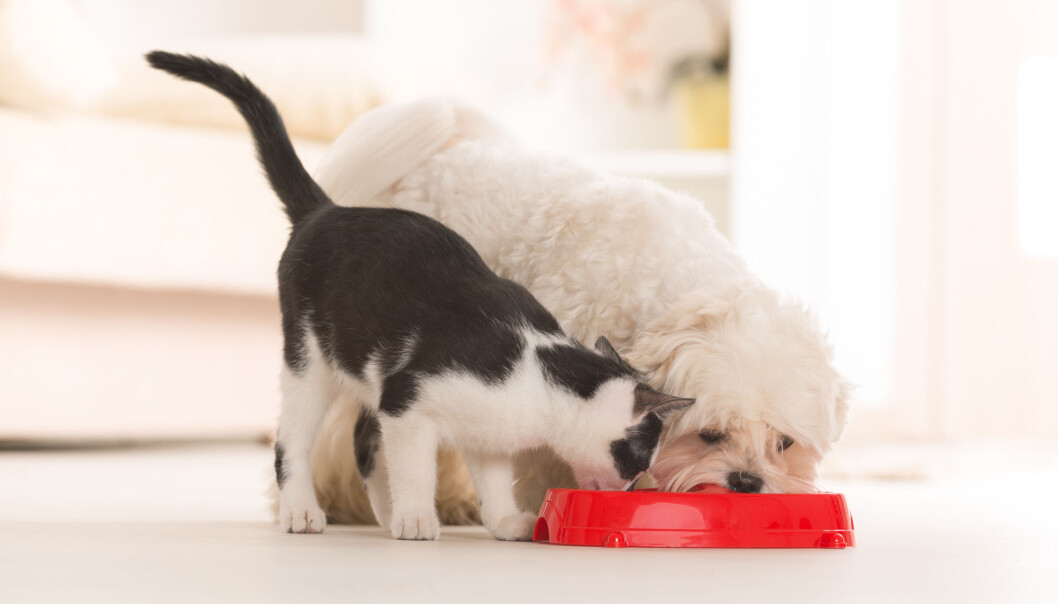 De er som hund og katt, også når det gjelder mat. (Illustrasjonsfoto: Monika Wisniewska, Shutterstock / NTB scanpix) De er som hund og katt, også når det gjelder mat. (Illustrasjonsfoto: Monika Wisniewska, Shutterstock / NTB scanpix)