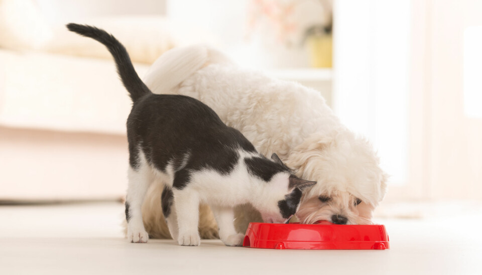 De er som hund og katt, også når det gjelder mat. (Illustrasjonsfoto: Monika Wisniewska, Shutterstock / NTB scanpix)