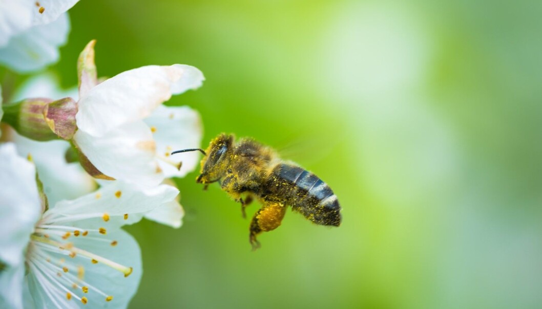 Hvor mange blomster? Bier har tidligere vist at de kan «telle» til fire. Nå mener forskere at de også skjønner hva null er. (Illustrasjonsfoto: Lightpoet / Shutterstock / NTB scanpix) Hvor mange blomster? Bier har tidligere vist at de kan «telle» til fire. Nå mener forskere at de også skjønner hva null er. (Illustrasjonsfoto: Lightpoet / Shutterstock / NTB scanpix)