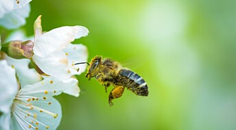 Bier er de første insektene som skjønner null