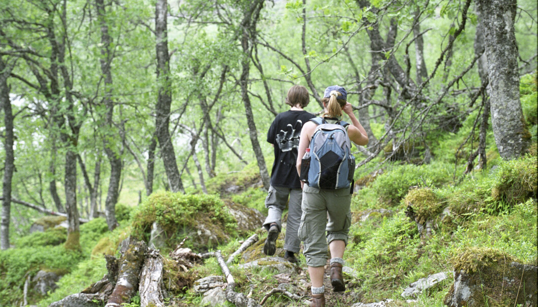En ny studie konkluderer med at jordkvaliteten i europeiske skoger er på bedringens vei. (Foto: Lars Sandved Dalen) En ny studie konkluderer med at jordkvaliteten i europeiske skoger er på bedringens vei. (Foto: Lars Sandved Dalen)