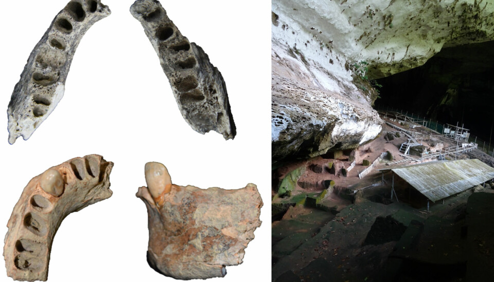 De eldste kjevene er øverst i bildet. Som du kan se, har ikke tennene overlevd årtusenene. Til høyre i bildet sees hulen de ble funnet i.  (Bilde: Darren Curnoe)