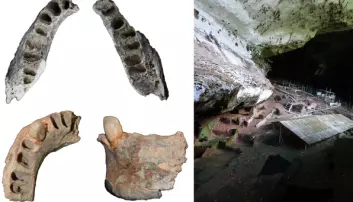 30 000 år gamle kjever forteller om ur-kosthold